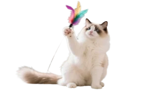 Interactive cat toys and stylish cat accessories from a trusted pet accessories store