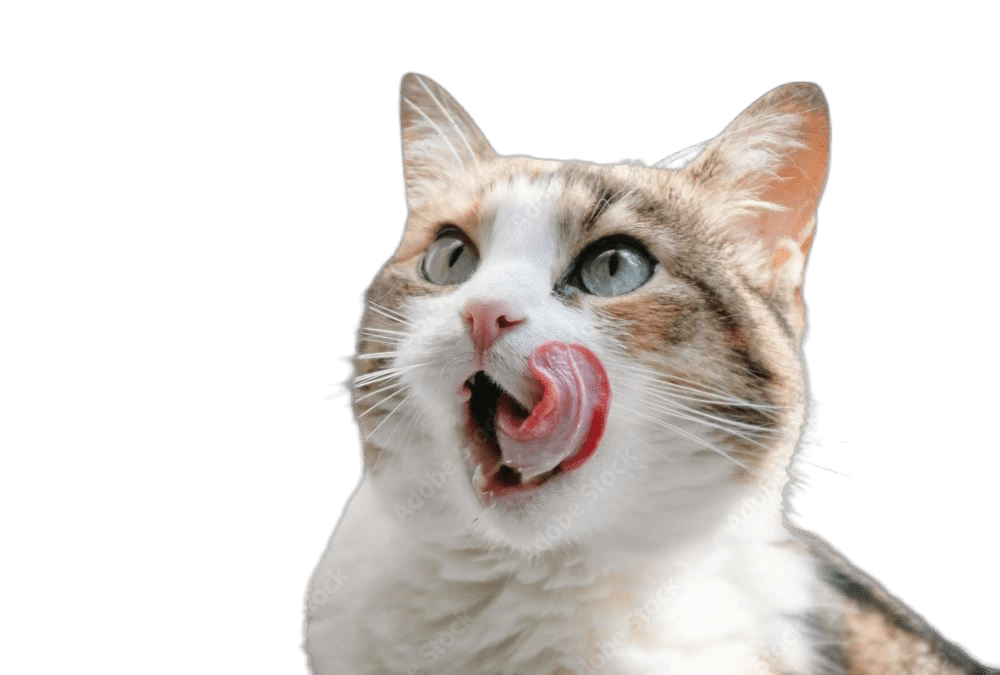 Kitten Paw Store logo – pet accessories store offering cat toys, pet toys online, and premium pet products